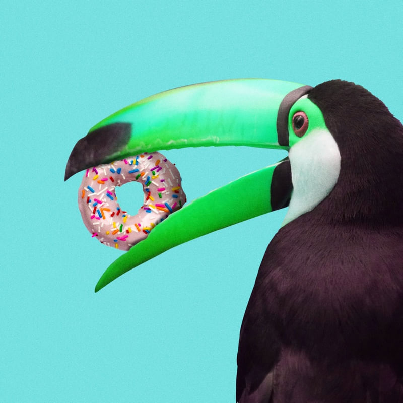 TOUCAN DONUT