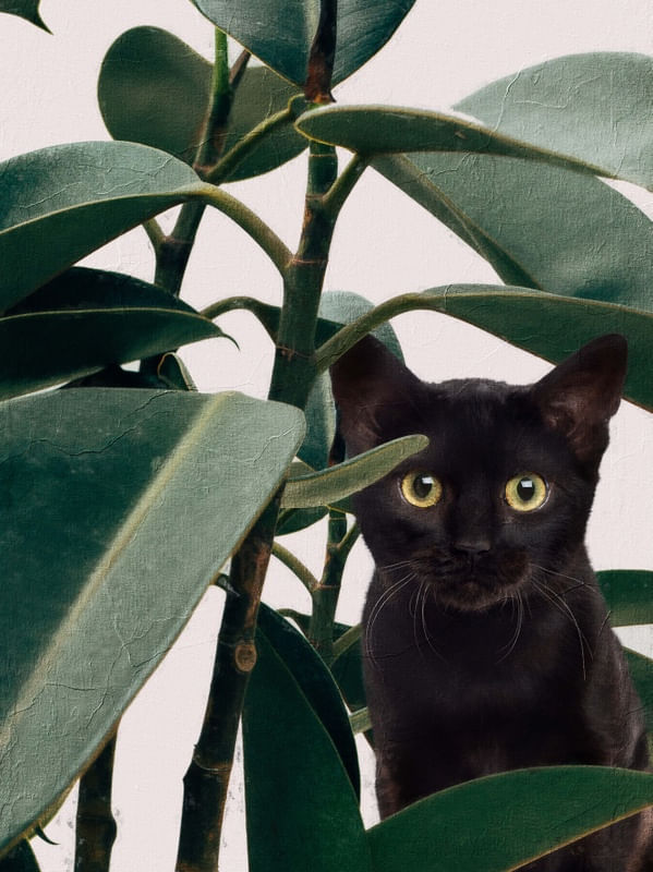 GATO OCULTO