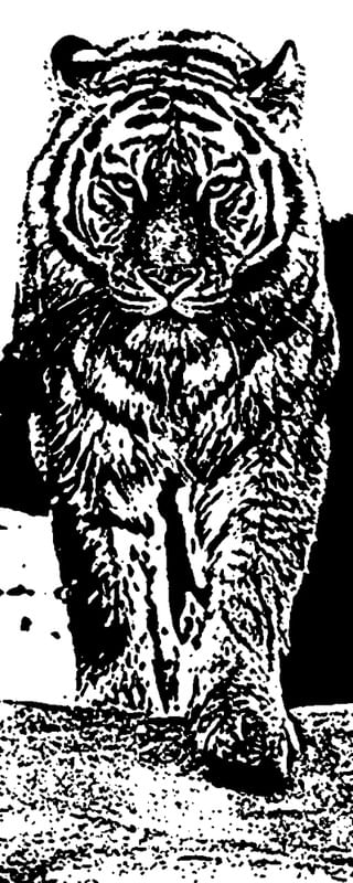TIGRE PINTURA