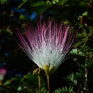 CORES DA NATUREZA 12