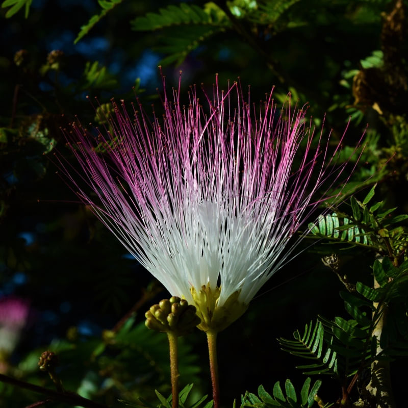 CORES DA NATUREZA 12
