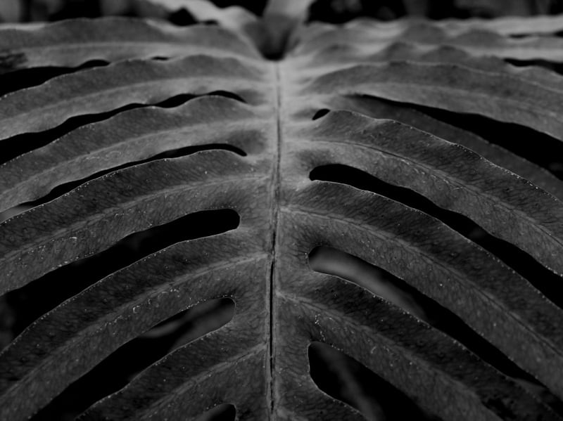 TEXTURAS EM PRETO E BRANCO