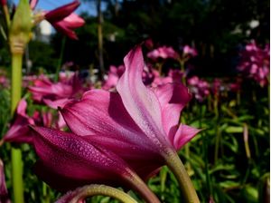 ORVALHO NA FLOR01