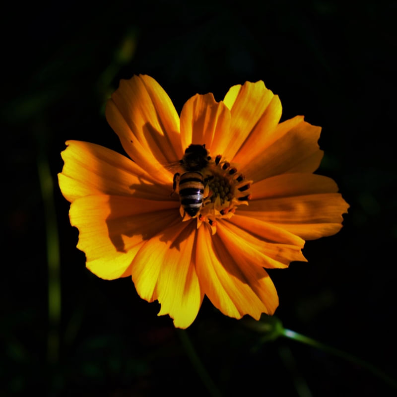 ABELHA NA FLOR AMARELA