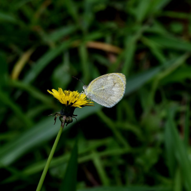 A BORBOLETA PEQUENA