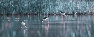 AVES PERNILONGAS