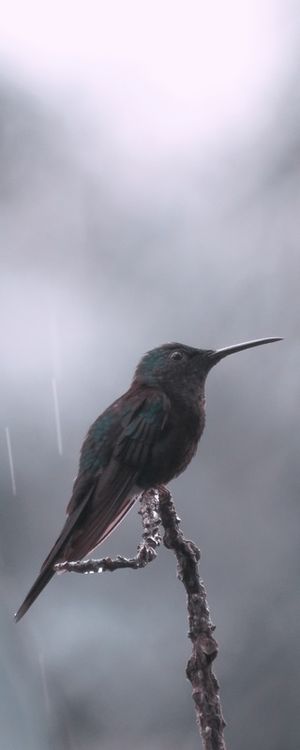 BEIJA FLOR NA CHUVA
