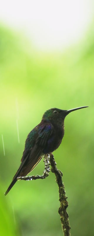 BEIJA FLOR NA CHUVA II