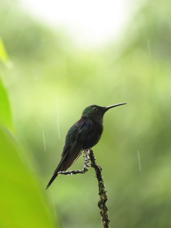 BEIJA FLOR NA CHUVA IV