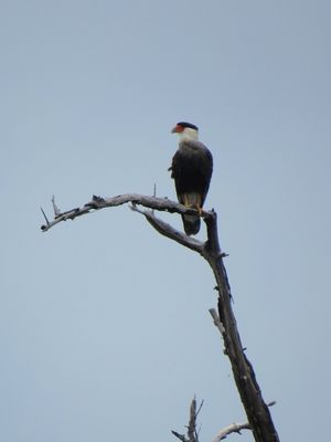 CARCARÁ POLEIRO II