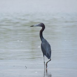 GARÇA-NEGRA