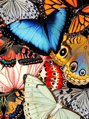 BUTTERFLY COLOR