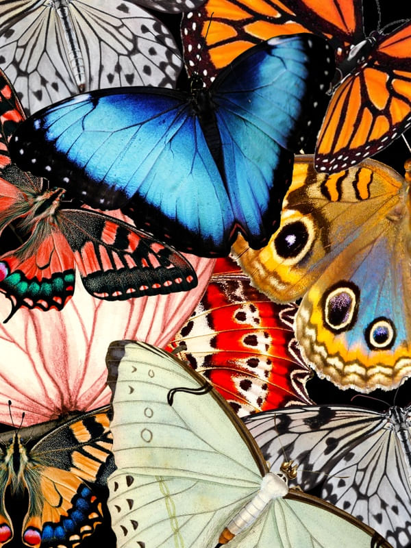 BUTTERFLY COLOR