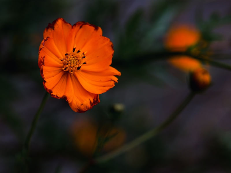 A FLOR LARANJA