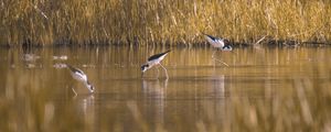 AVES PERNILONGAS II