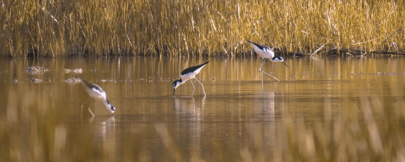 AVES PERNILONGAS II