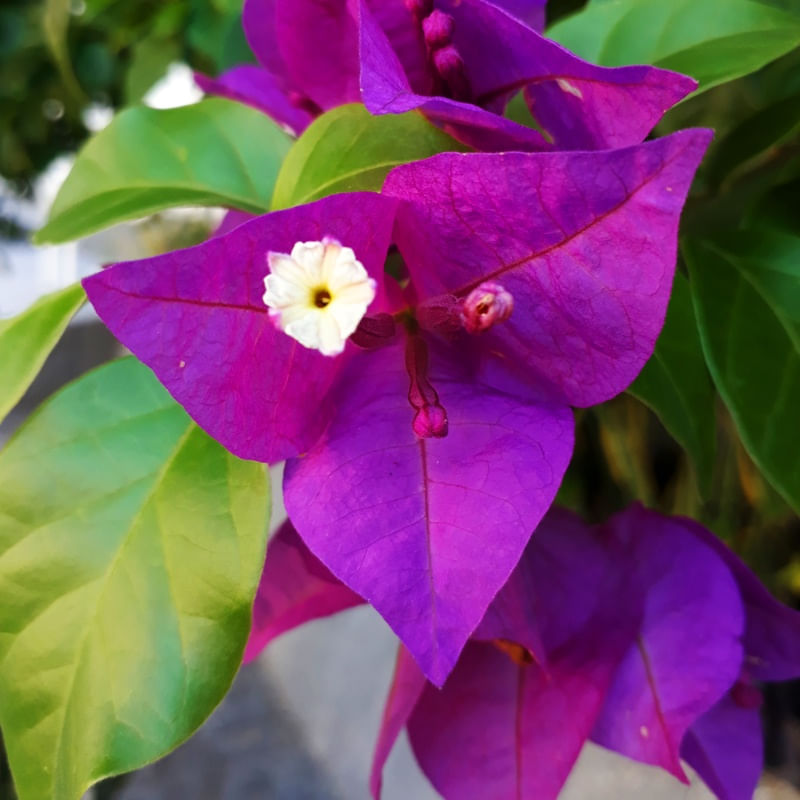FLOR ROXA RJ