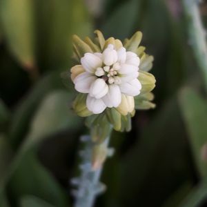 SILENE