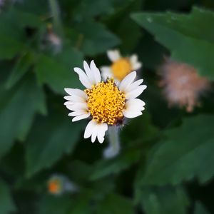 FLOR BELLIS PERENNIS
