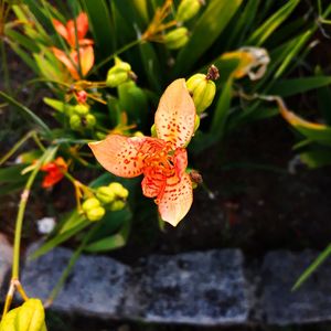 FLOR AMARELADA