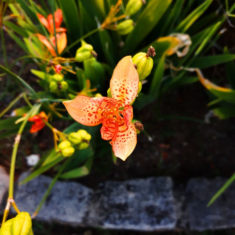 FLOR AMARELADA
