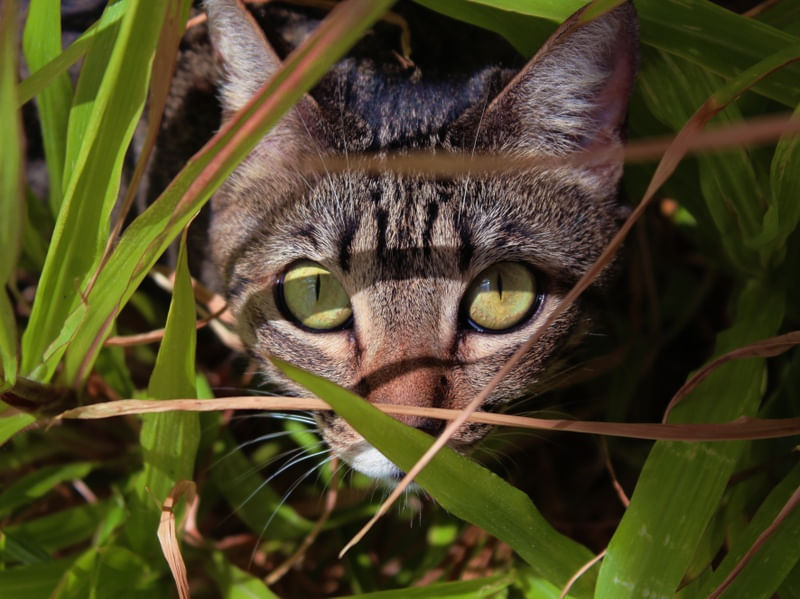 GATO NA ESPREITA