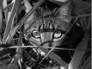 GATO NA ESPREITA II