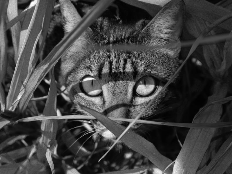 GATO NA ESPREITA II