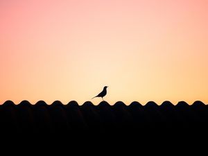 PASSARINHO AO ENTARDECER