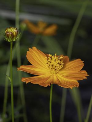 LIFE AND FLOWERS