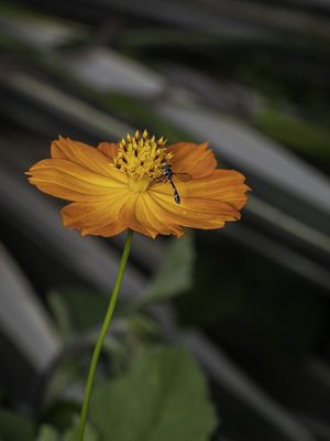 FLY FLOWER
