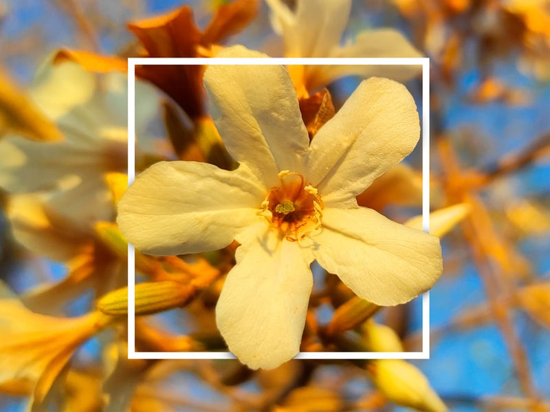 FLOR DE BOA VISTA