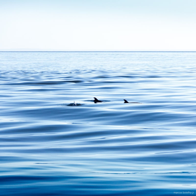 GOLFINHOS E A SUPERFÍCIE DO MAR AZUL