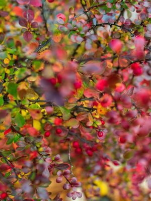 SERIE MONET