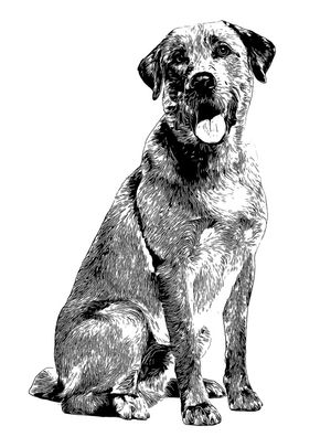 CÃO LABRADOR RETRIEVER