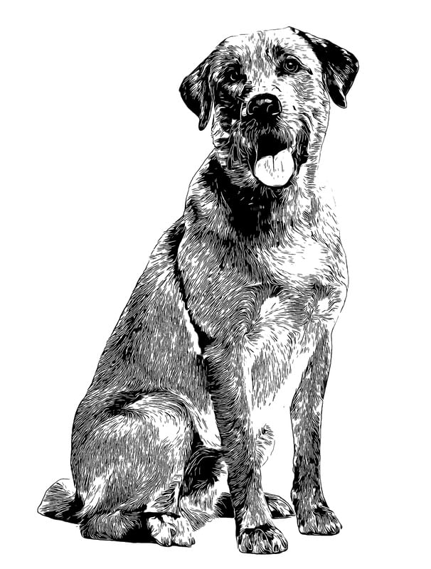 CÃO LABRADOR RETRIEVER