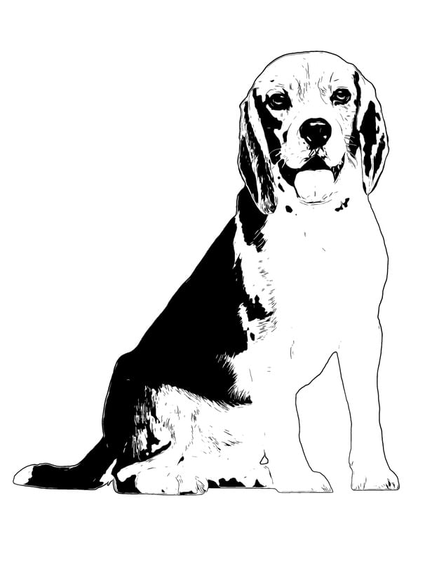 CÃO BEAGLE