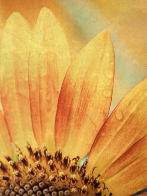 SÉRIE FLORES GIRASSOL