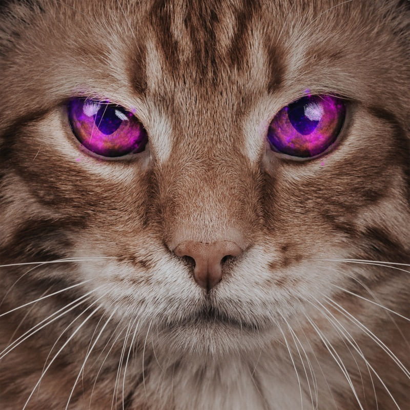 OLHAR DO GATO