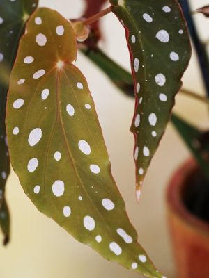 BEGÔNIA MACULATA EM COR