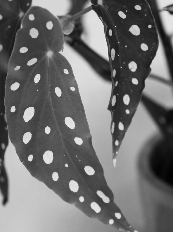 BEGÔNIA MACULATA EM PRETO E BRANCO