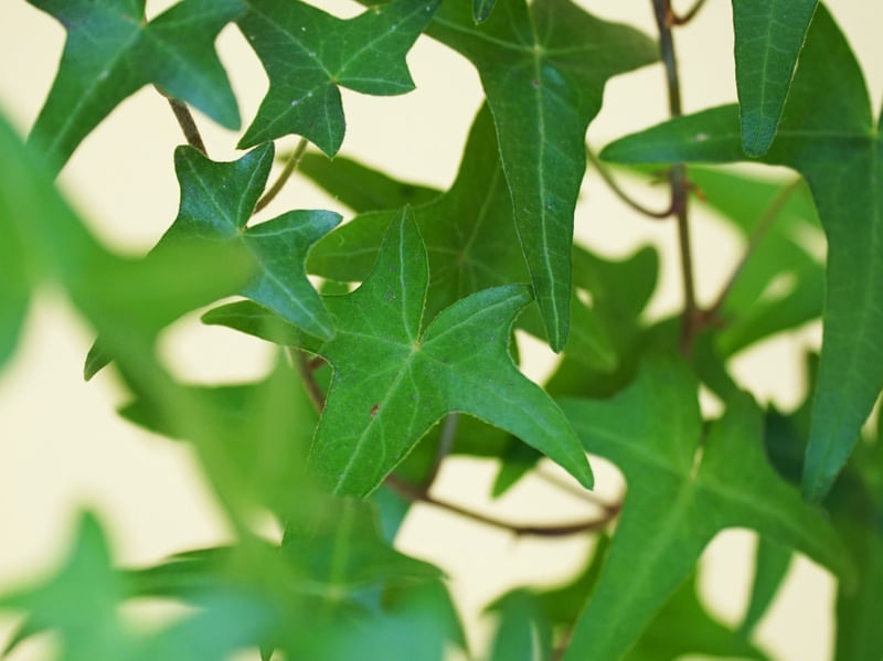 PLANTA HERA