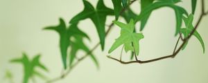 HERA PLANTA