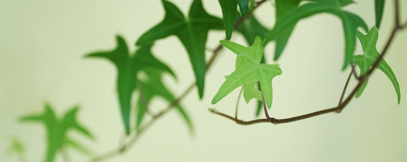 HERA PLANTA