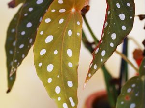 BEGÔNIA MACULATA PLANTA