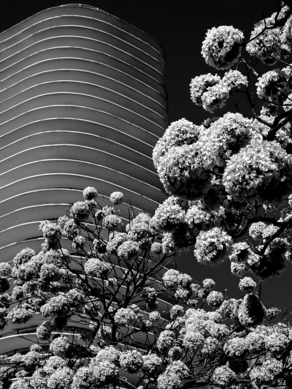 EDIFÍCIO NIEMEYER E IPÊS