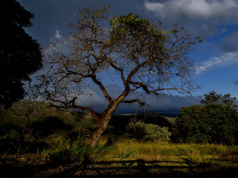 CERRADO MINEIRO SERRA DO ROLA MOÇA