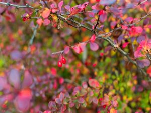 SERIE MONET 5