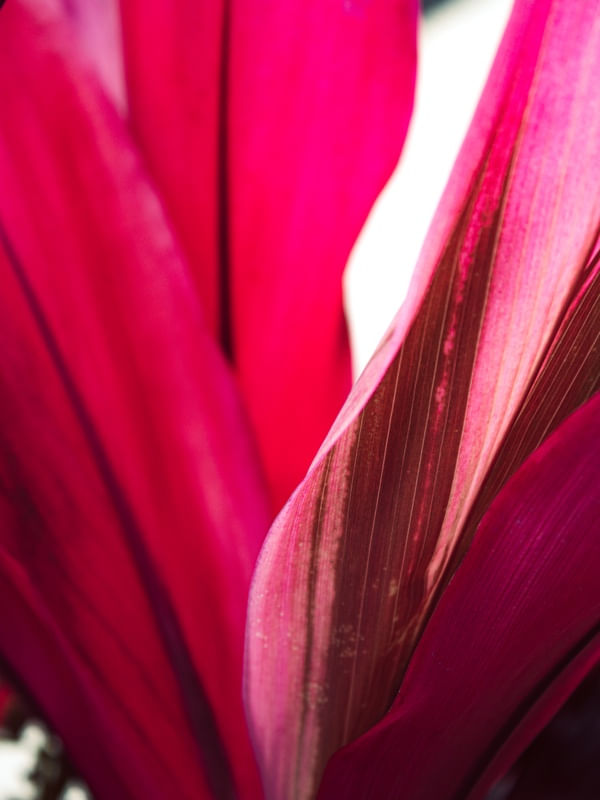FOLHAGEM MAGENTA