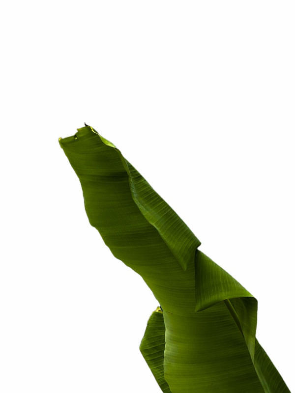 BANANEIRA 1R